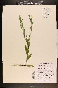 Boltonia diffusa image