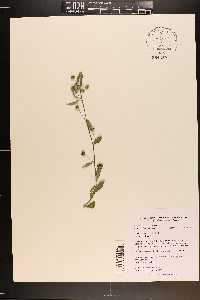 Sida rhombifolia image