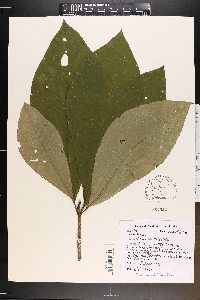 Magnolia tripetala image
