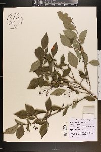 Vaccinium ashei image