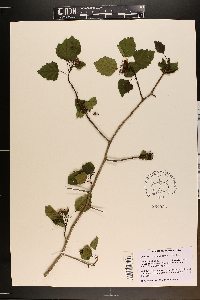 Sagina decumbens image