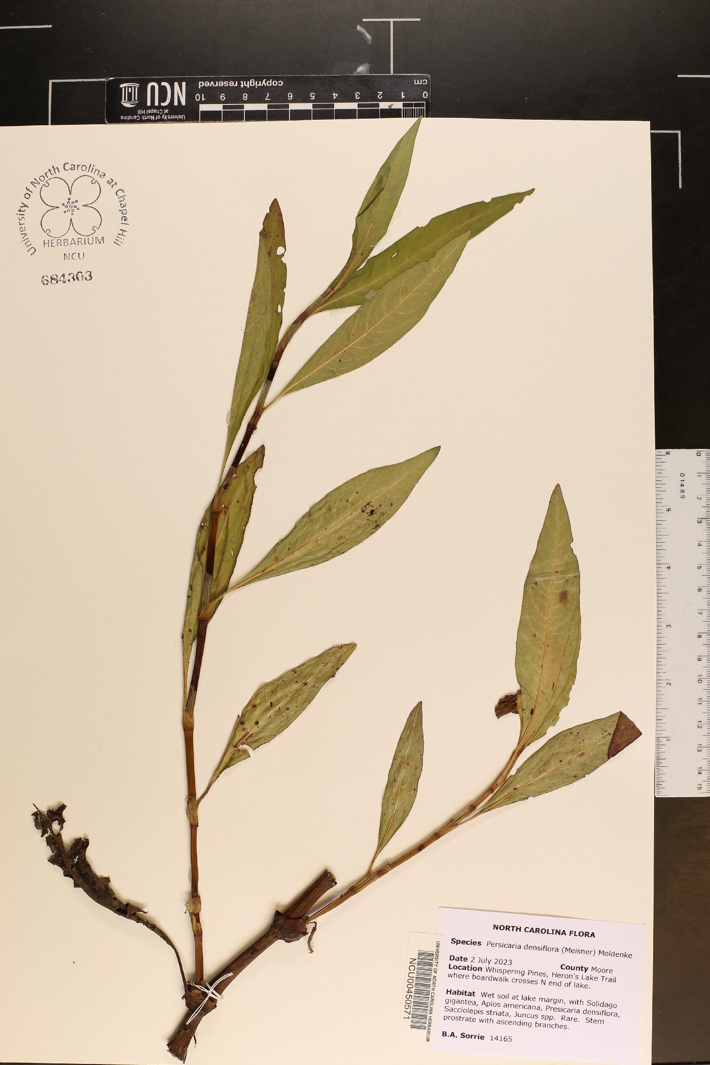 Persicaria densiflora image