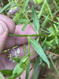 Polygala sanguinea image