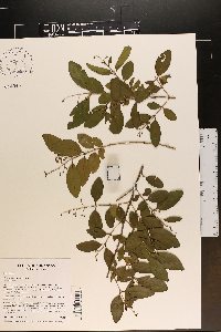 Ligustrum sinense image
