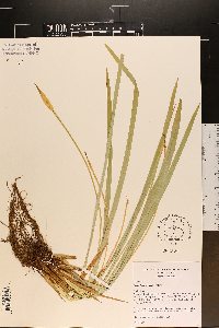 Carex latebracteata image