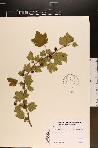 Ribes cynosbati image