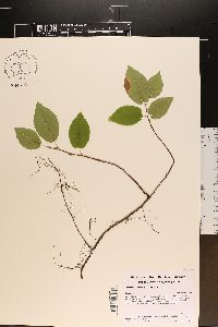 Amelanchier spicata image