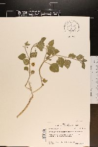 Physalis cinerascens image