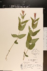 Spigelia marilandica image