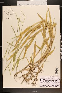 Urochloa platyphylla image