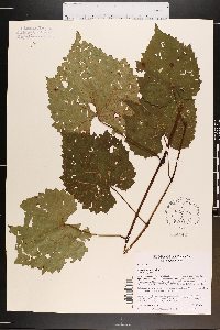 Vitis riparia image