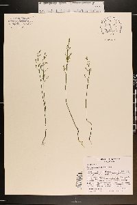 Bartonia paniculata image