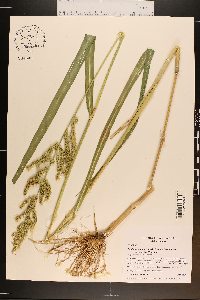 Echinochloa muricata var. microstachya image