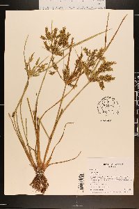 Cyperus iria image