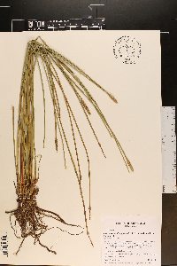 Eleocharis quadrangulata image