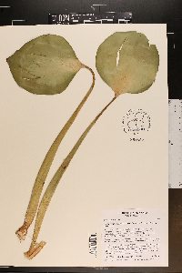 Eichhornia crassipes image