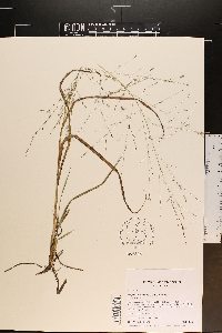 Eragrostis refracta image