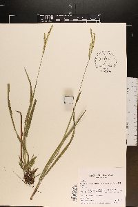 Eragrostis refracta image