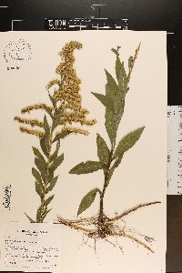 Solidago altissima var. altissima image