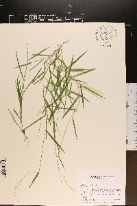 Leersia virginica image