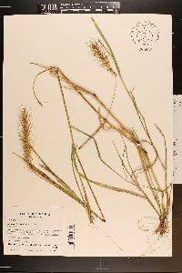 Elymus villosus image