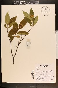 Cornus obliqua image