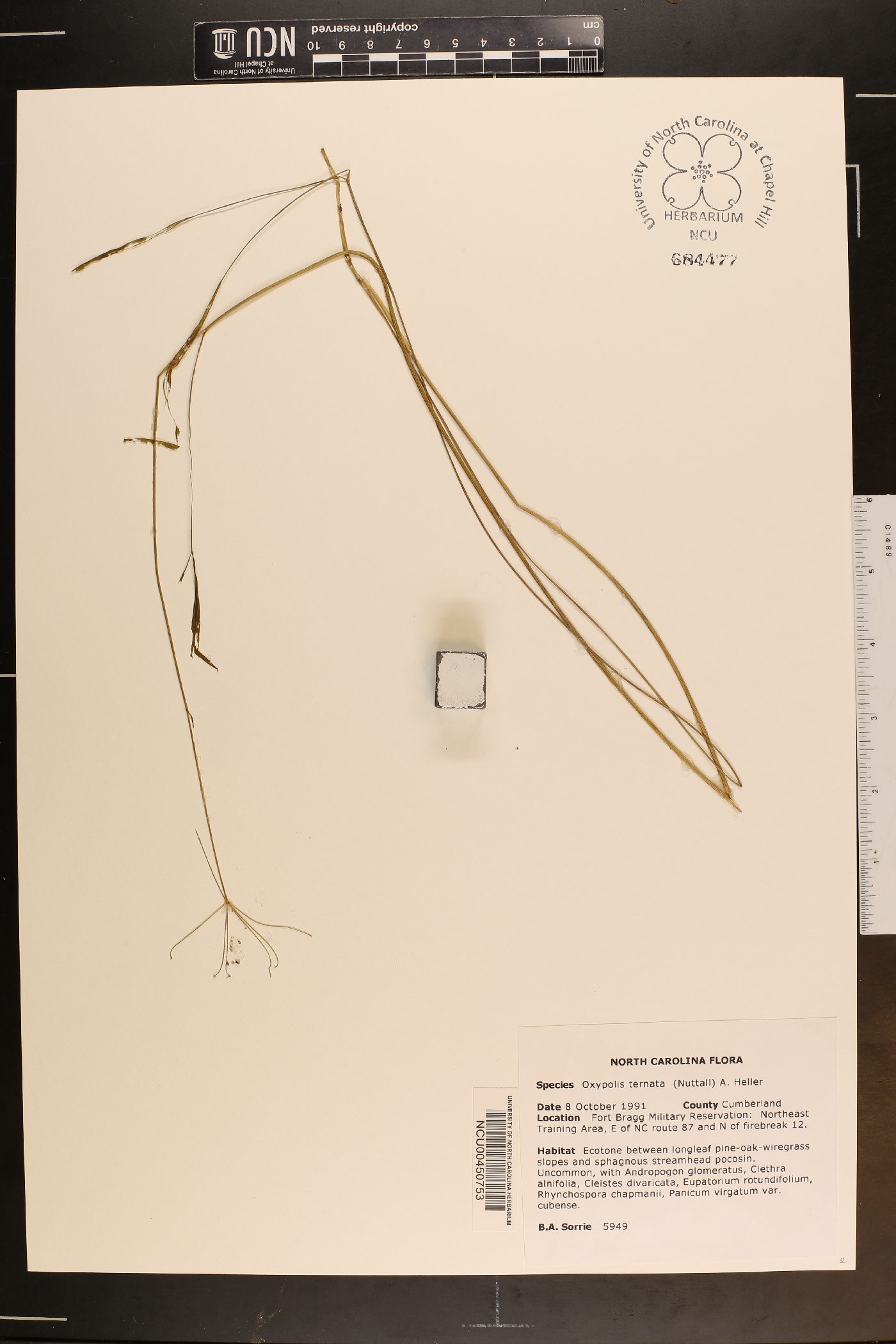 Oxypolis ternata image