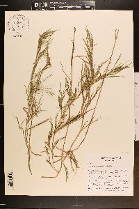 Muhlenbergia glabrifloris image