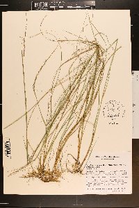 Sporobolus compositus image