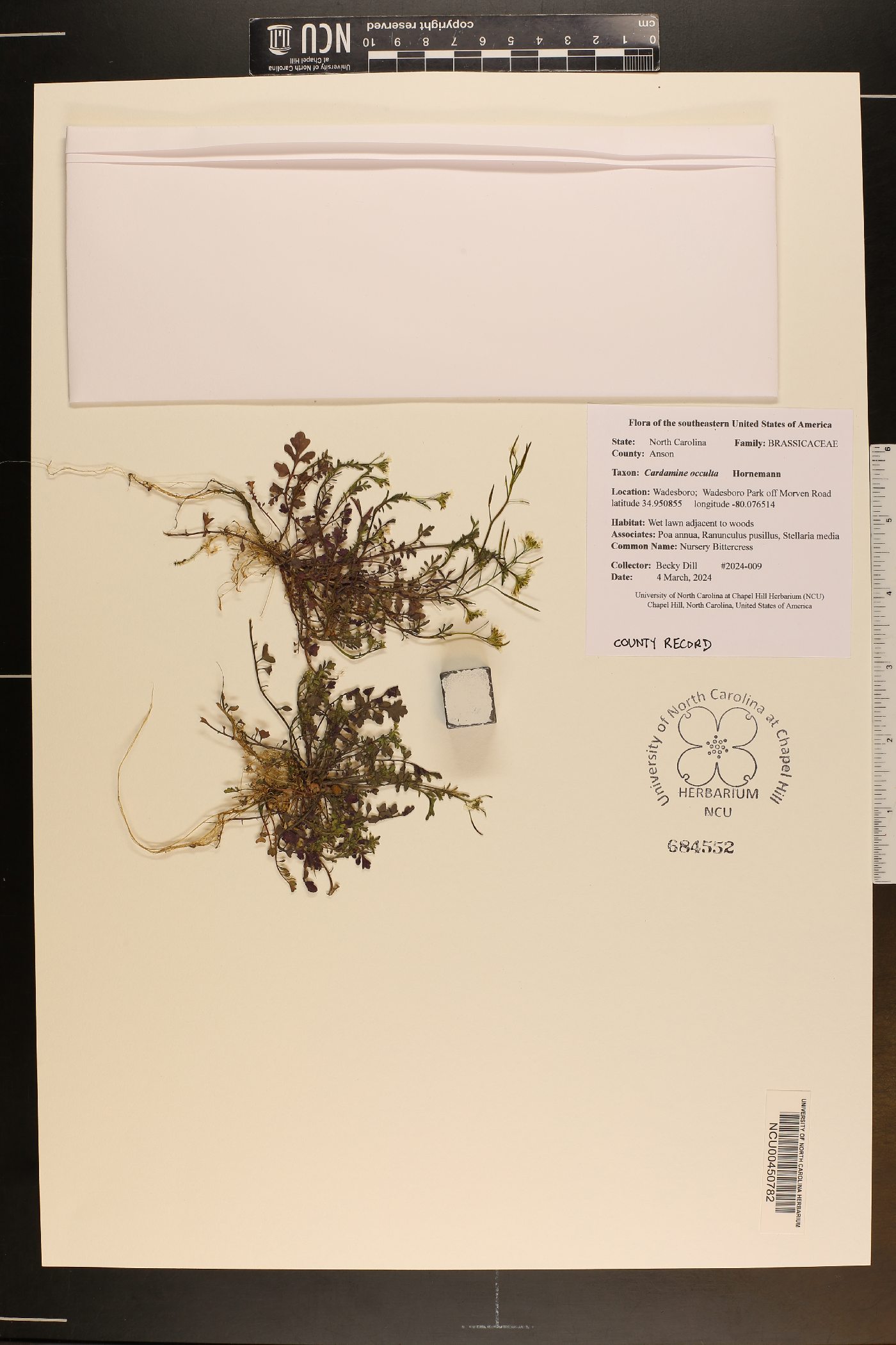 Cardamine occulta image