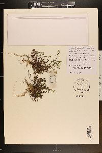 Cardamine occulta image