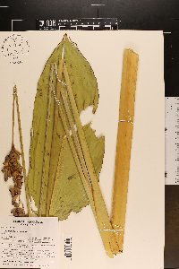 Thalia dealbata image