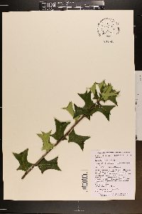 Ilex cornuta image