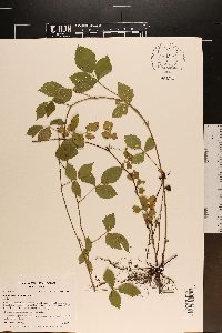 Rubus meracus image