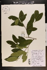 Prunus caroliniana image