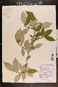 Elaeagnus pungens image