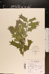 Ilex cornuta image