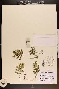 Hymenophyllum hirsutum image