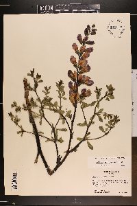 Baptisia australis image