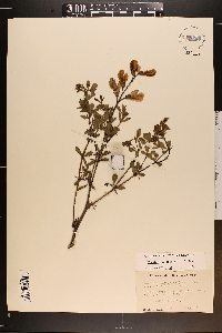 Baptisia australis image