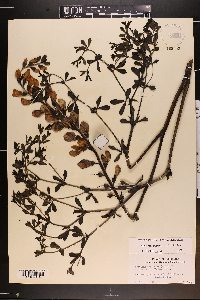 Baptisia australis image