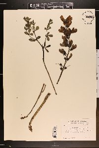 Baptisia australis image