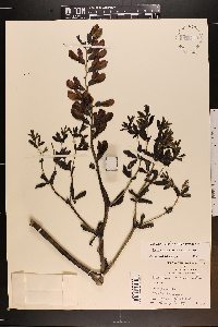 Baptisia australis image