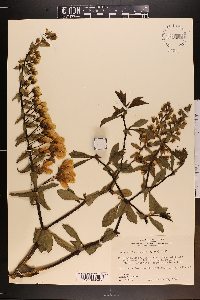 Baptisia bracteata var. laevicaulis image