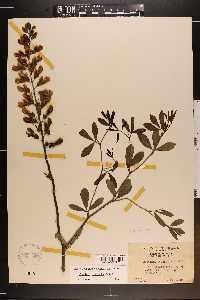 Baptisia alba image