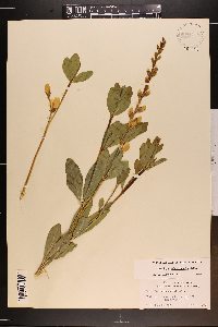 Baptisia sphaerocarpa image