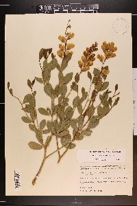 Baptisia sphaerocarpa image