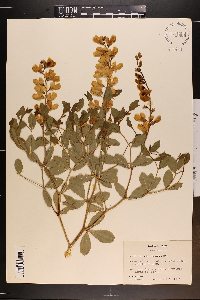 Baptisia sphaerocarpa image