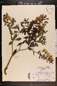 Baptisia bracteata var. laevicaulis image