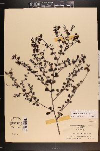 Baptisia tinctoria image